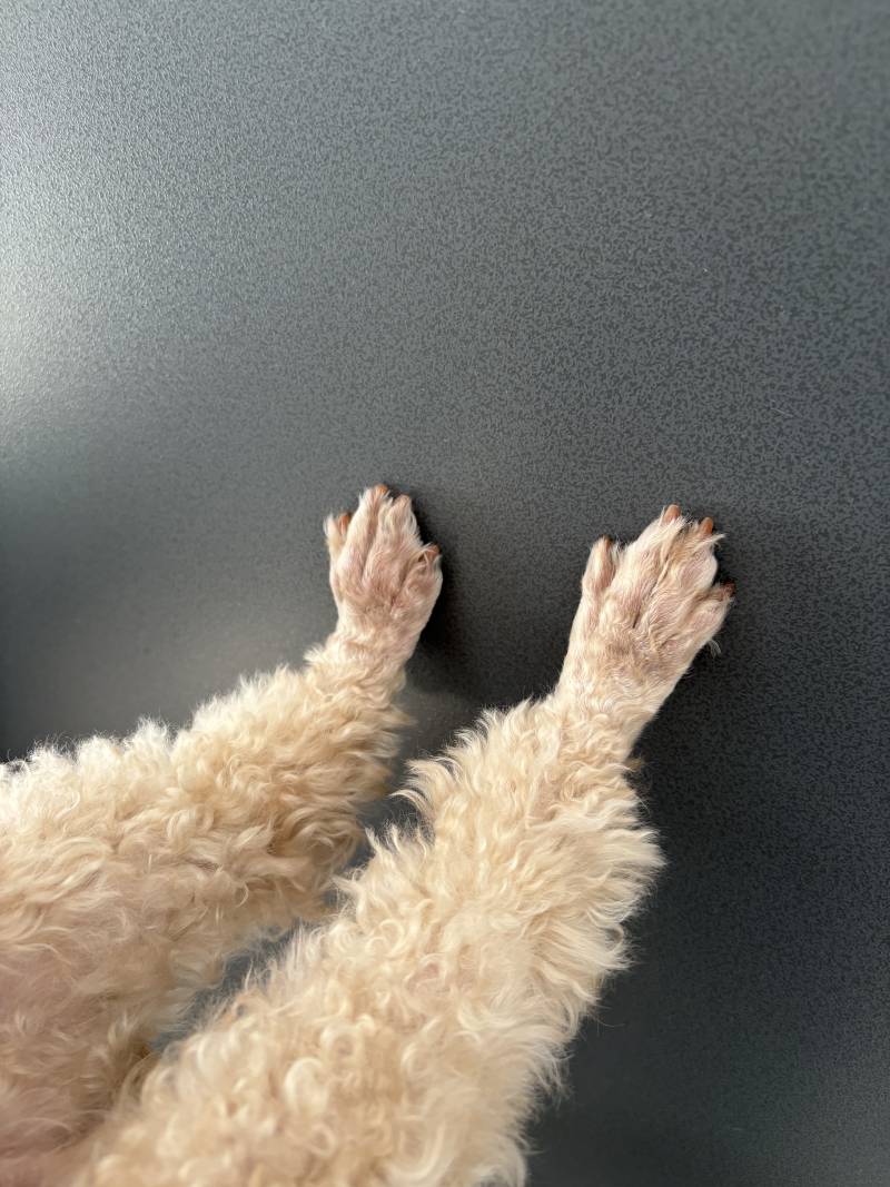 [잡담] 강아지 안고 현관문 여는데 | 인스티즈