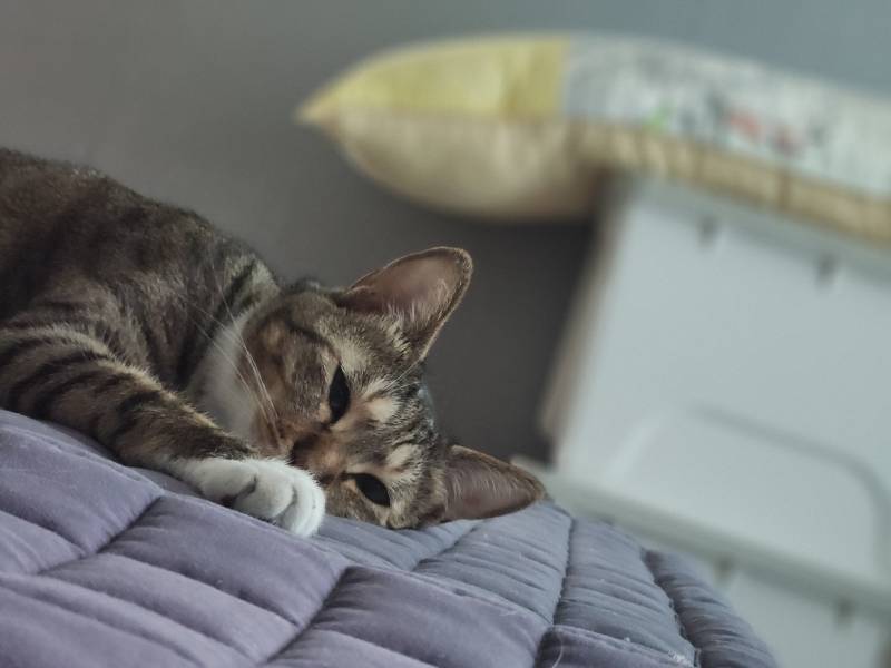 [잡담] 울 고앵이랑 마주보고 낮잠 😴 | 인스티즈
