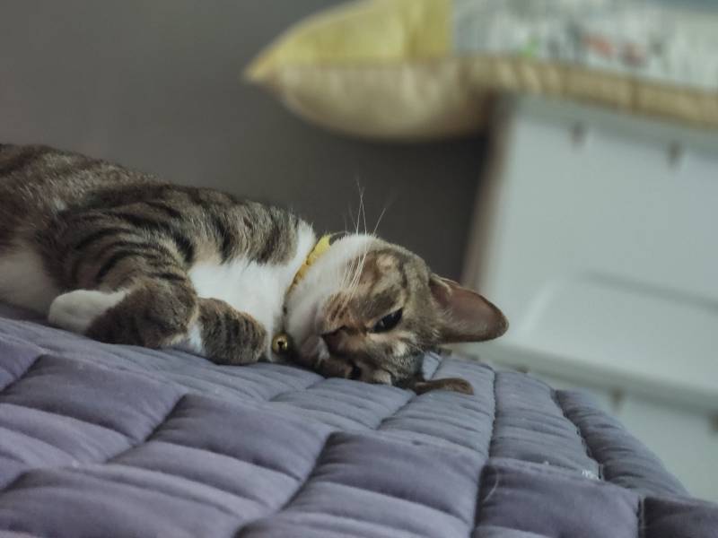 [잡담] 울 고앵이랑 마주보고 낮잠 😴 | 인스티즈