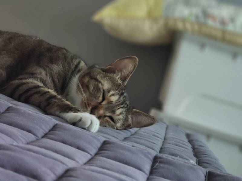 [잡담] 울 고앵이랑 마주보고 낮잠 😴 | 인스티즈