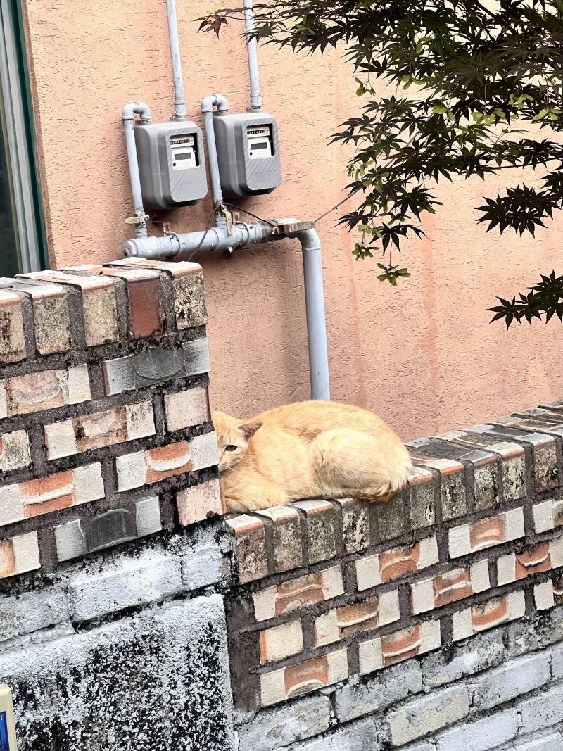 [잡담] 집 가다가 뒤에서 뭔가 느껴져서 뒤돌아봤는데 | 인스티즈