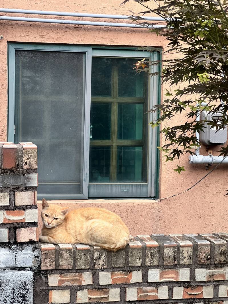 [잡담] 집 가다가 뒤에서 뭔가 느껴져서 뒤돌아봤는데 | 인스티즈