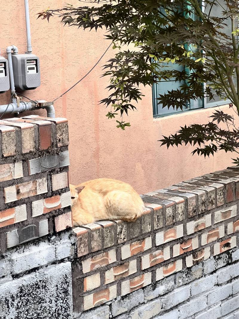 [잡담] 집 가다가 뒤에서 뭔가 느껴져서 뒤돌아봤는데 | 인스티즈