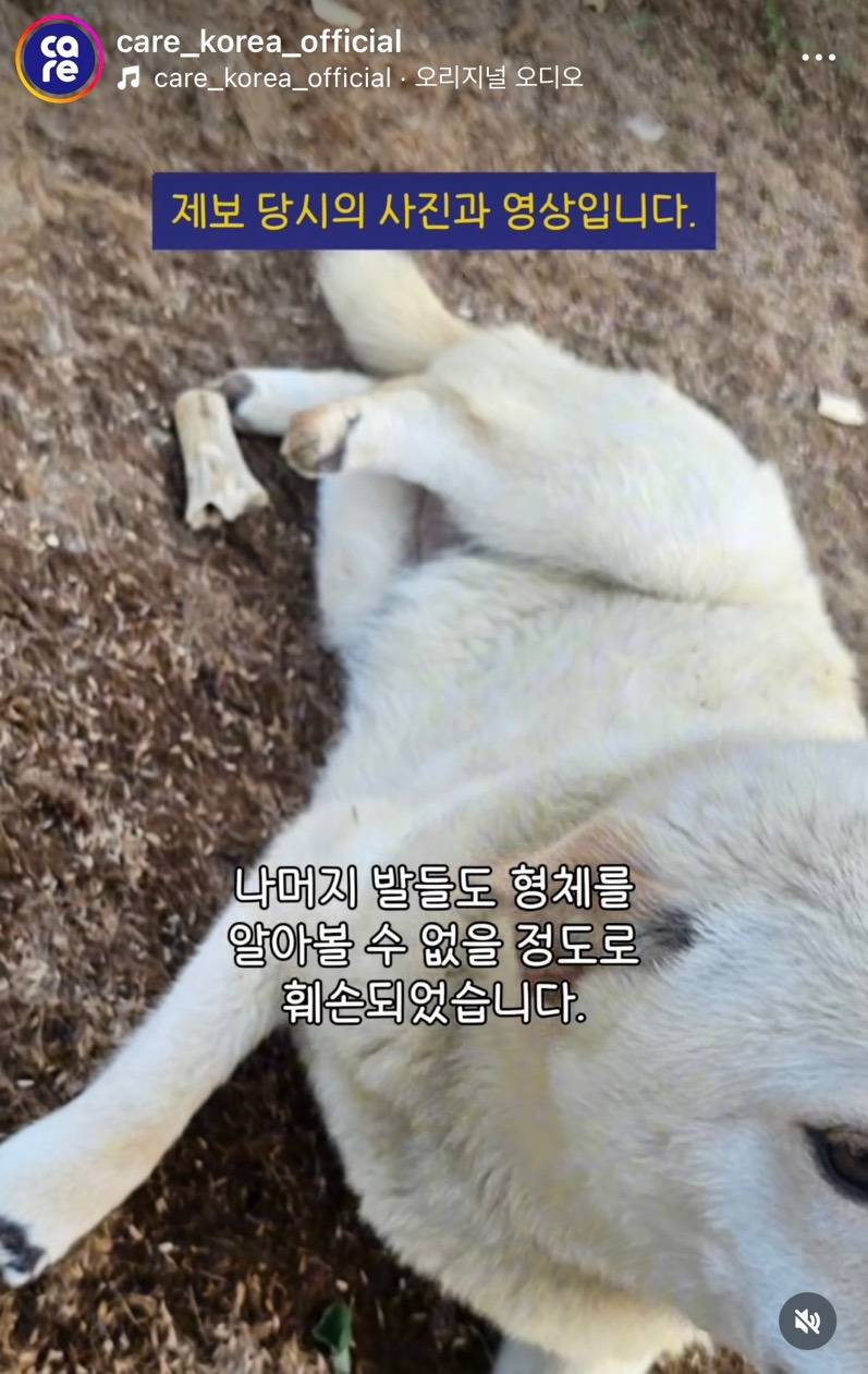🚨네 발목이 잘린 채 발견된 백구 (충격주의)🚨 | 인스티즈