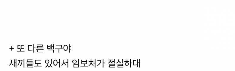 🚨네 발목이 잘린 채 발견된 백구 (충격주의)🚨 | 인스티즈