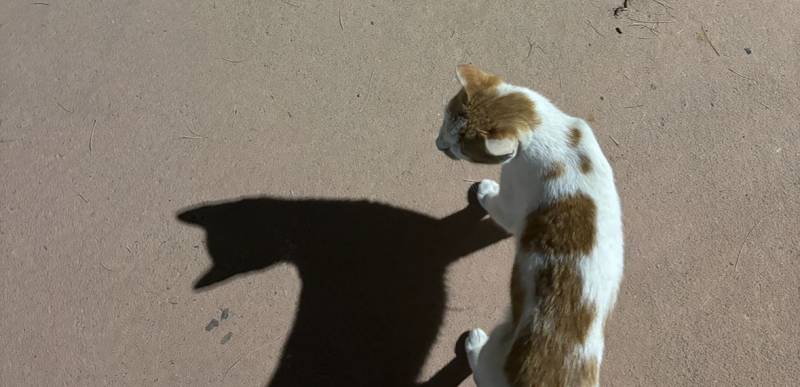 [잡담] 고양이 그림자 진짜 고양이!다 | 인스티즈
