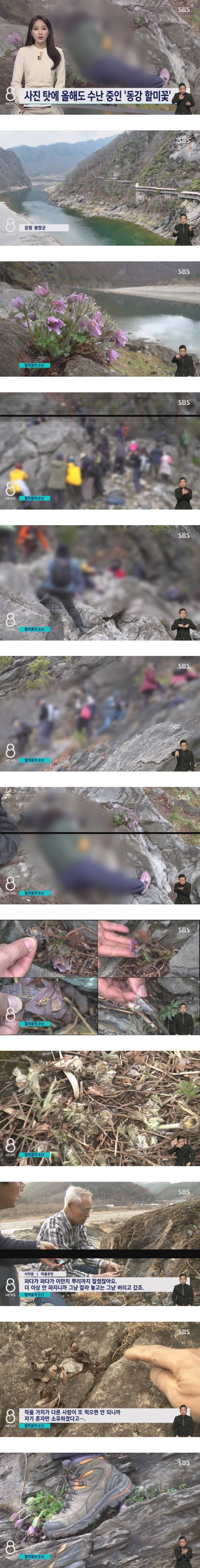 사진작가들이 꽃사진을 찍고 나서 꽃을 밟는 이유 | 인스티즈