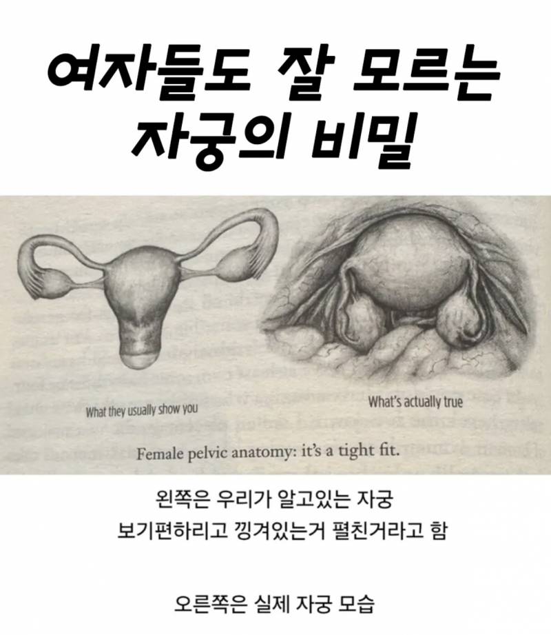 [잡담] 와 자궁 이거 알았어? | 인스티즈