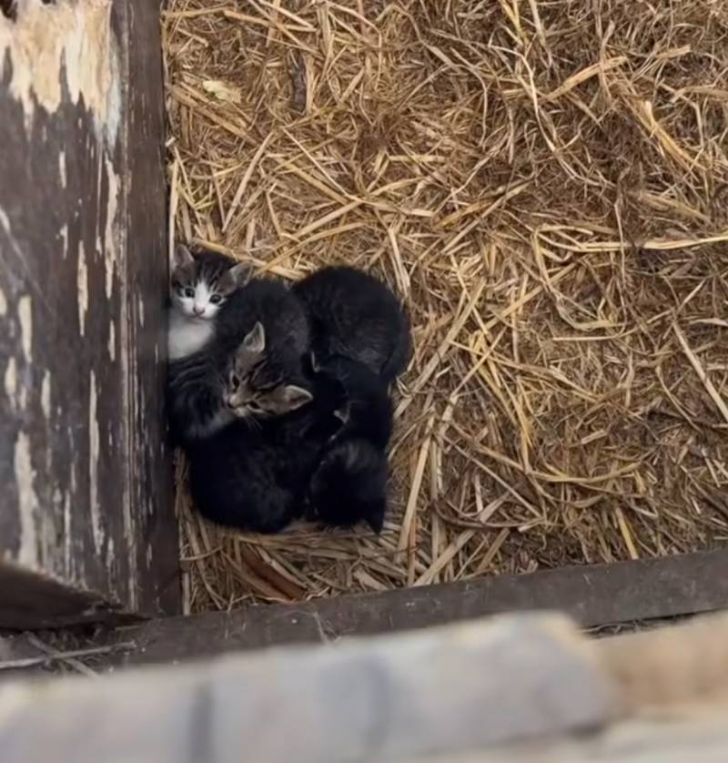 [잡담] 윙크하는 아기 고양이 볼 사람 ㅠㅜㅠㅜㅜㅠㅜㅠㅠㅜㅜㅠㅠㅠ | 인스티즈