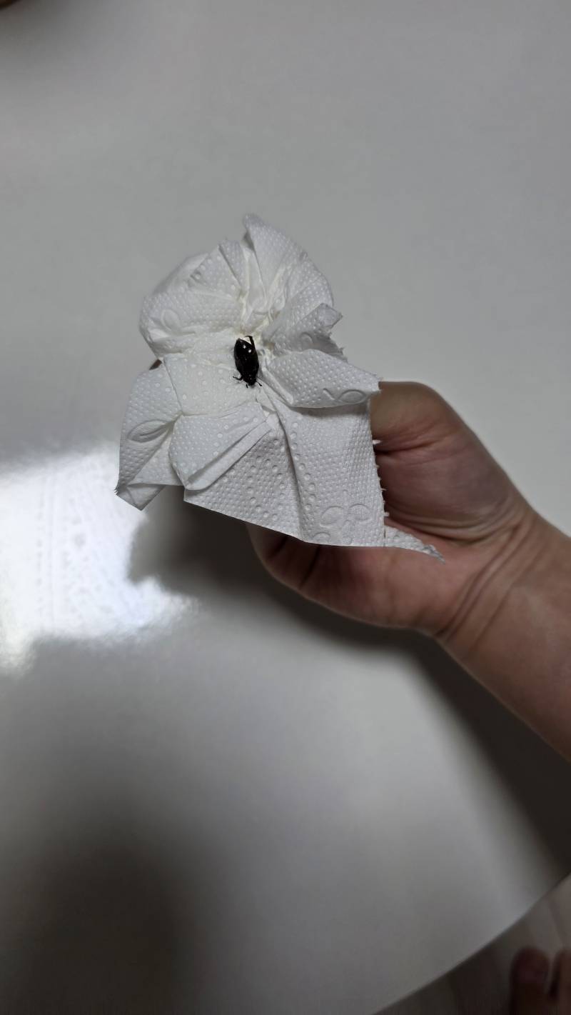 [잡담] 여름엔 진짜 집 들어가기 전에 머리+옷 털고 들어가..... 알고 싶지 않았음 (ㅎㅇㅈㅇ 벌레사진) | 인스티즈