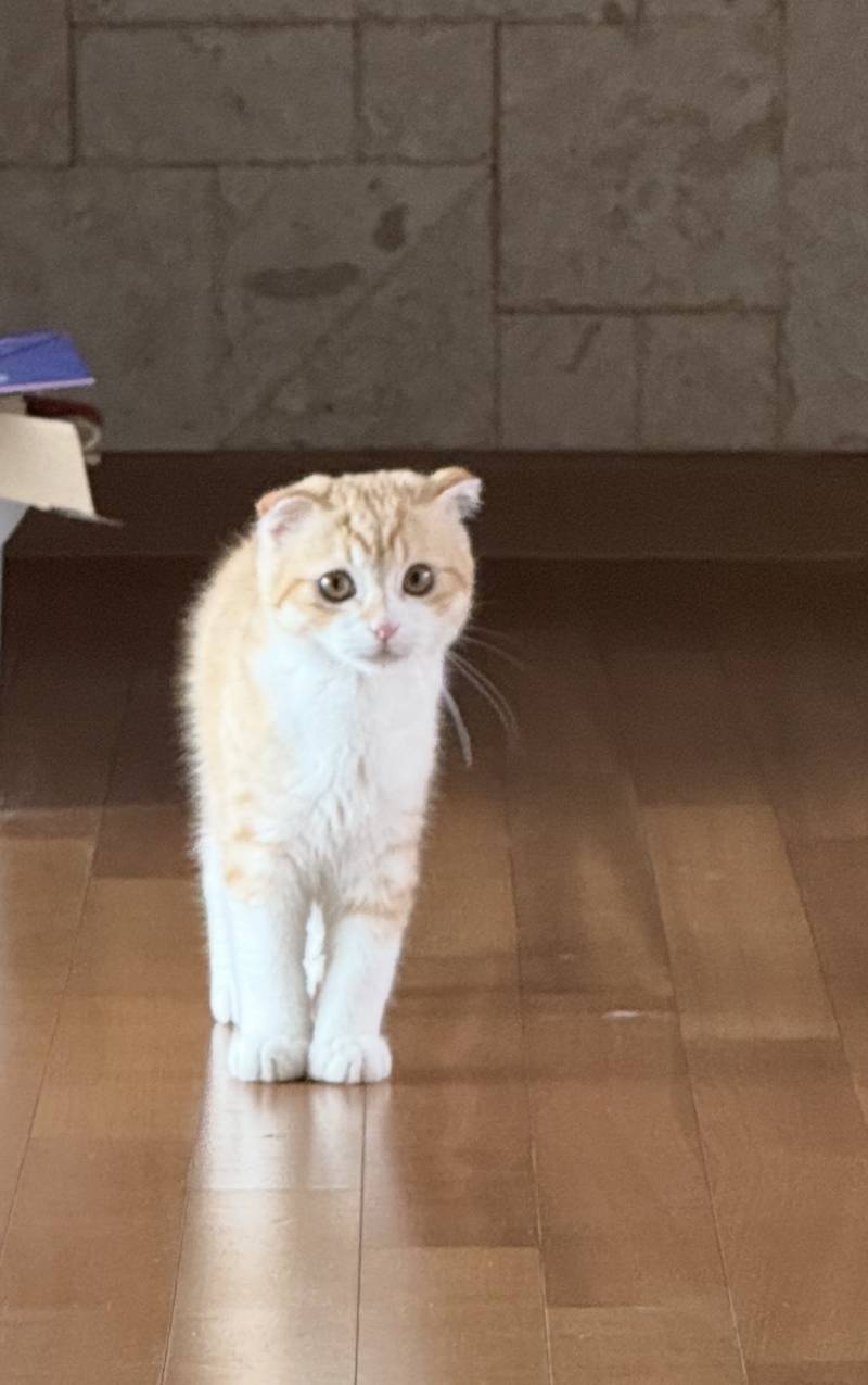 [잡담] 길냥이 데려왔는데 먼치킨같아? | 인스티즈