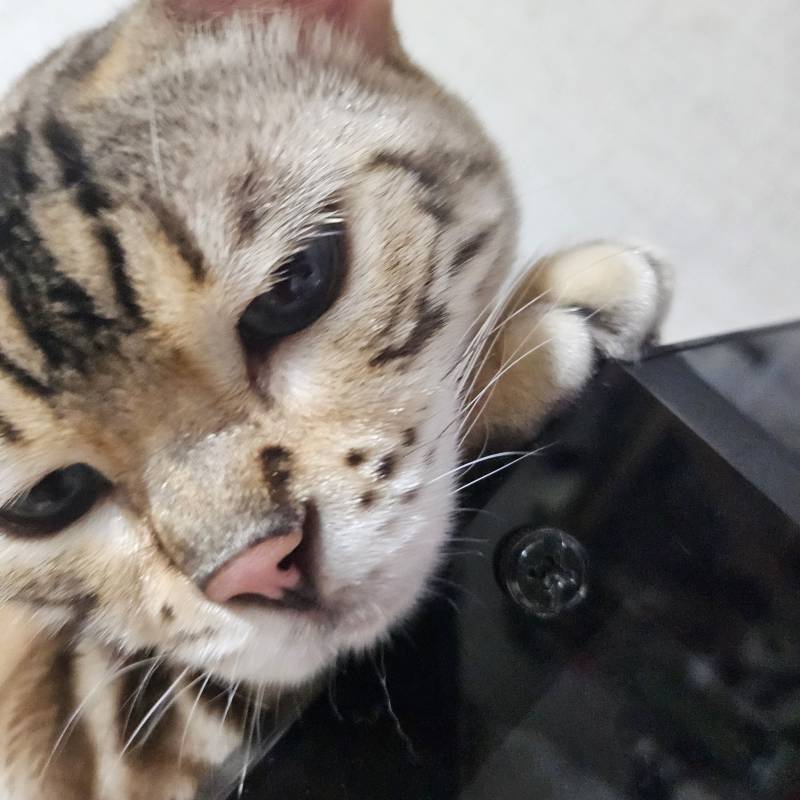 [잡담] 고양이 쮸둥이 보고가랏 | 인스티즈