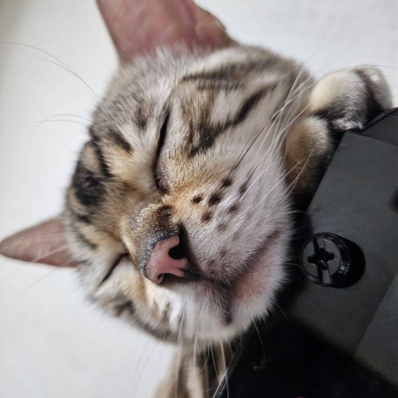 [잡담] 고양이 쮸둥이 보고가랏 | 인스티즈