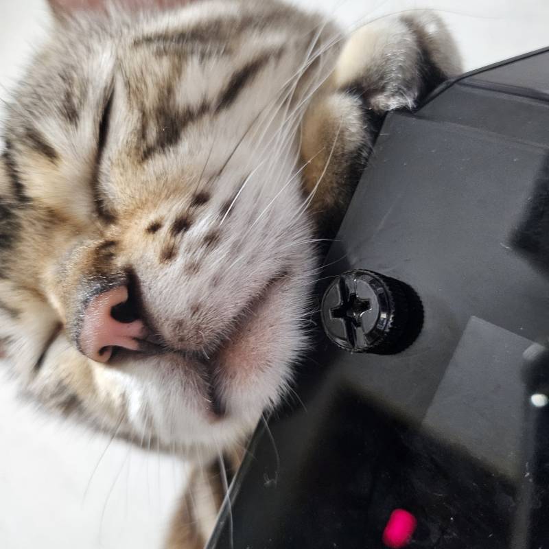 [잡담] 고양이 쮸둥이 보고가랏 | 인스티즈