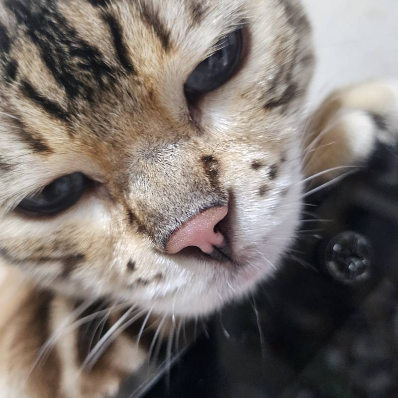 [잡담] 고양이 쮸둥이 보고가랏 | 인스티즈