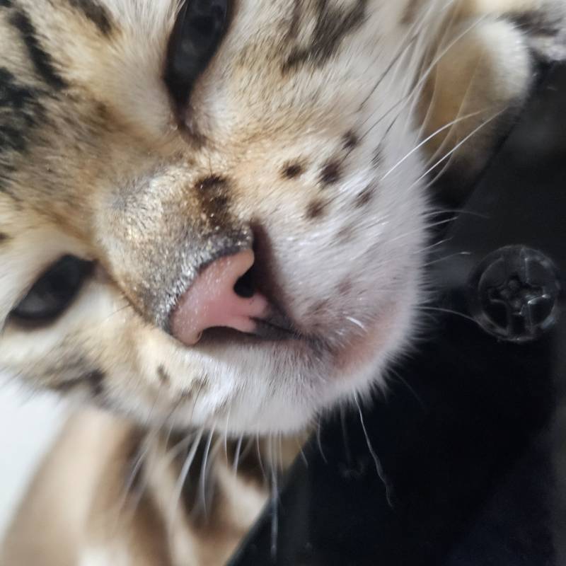 [잡담] 고양이 쮸둥이 보고가랏 | 인스티즈