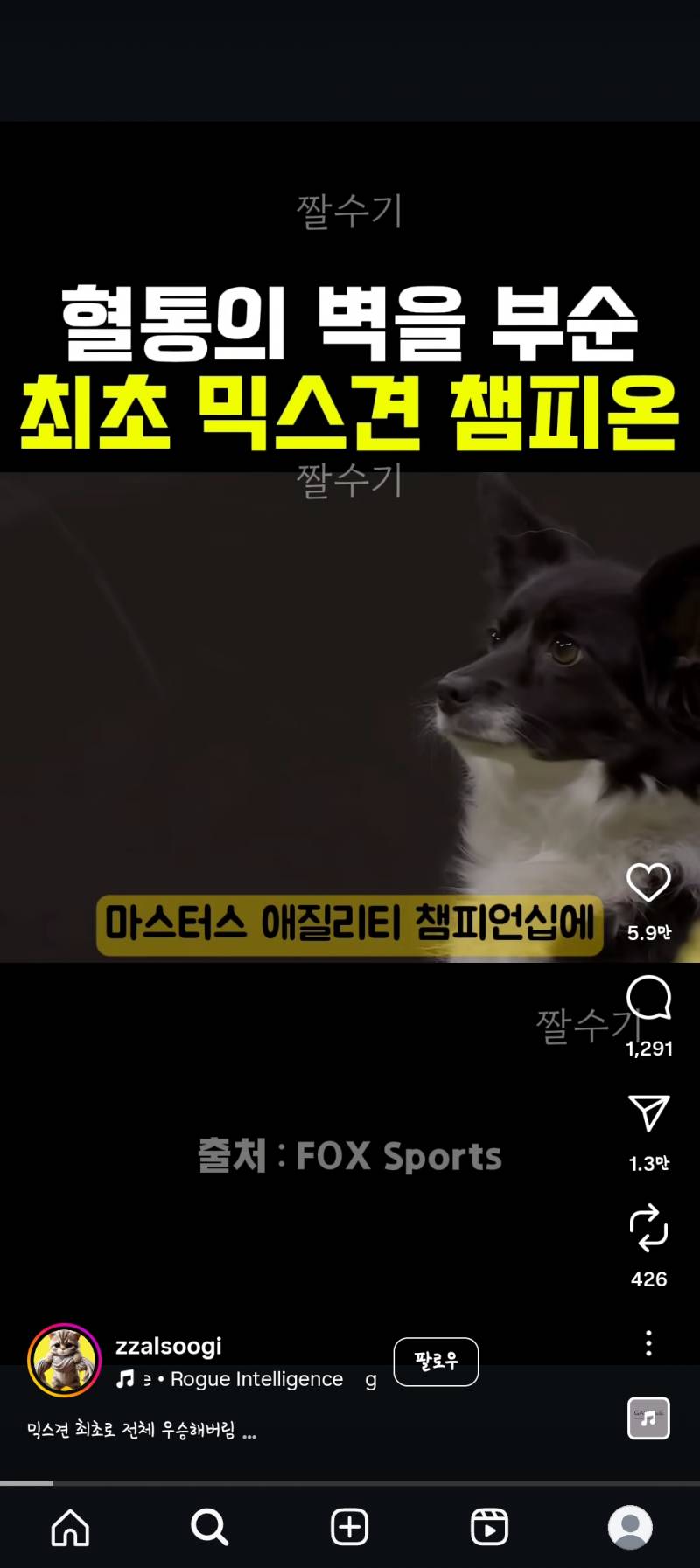 [잡담] 댕댕이 눈빛부터 이미 똑똑이다 ㅋㅋㅋㅋㅋ | 인스티즈
