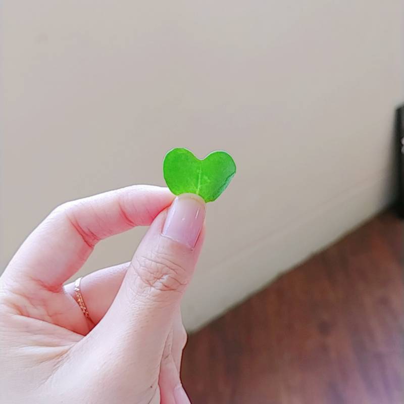 [잡담] 허브잎이 어떻게 하트 | 인스티즈