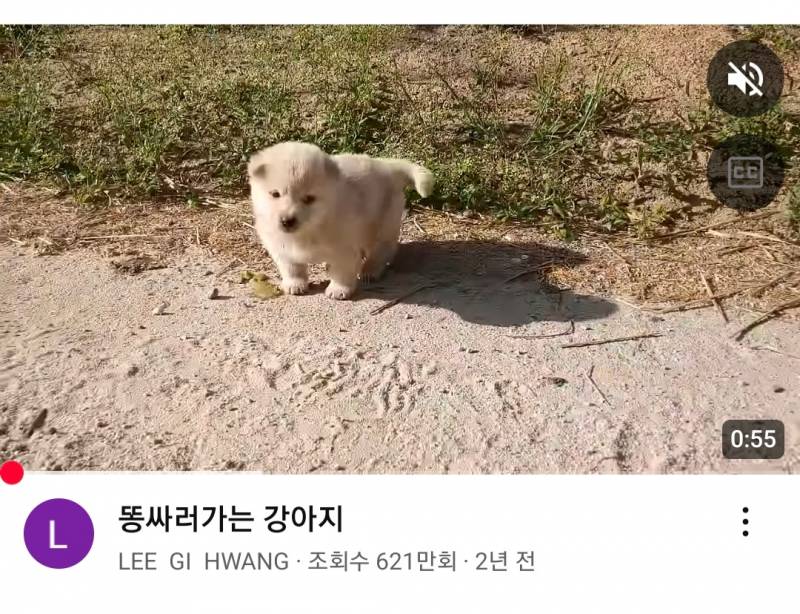 [잡담] 유튜브에 엄청 귀여운 시골 강아가 떴는데 근황이 ㅋㅋㅋ | 인스티즈
