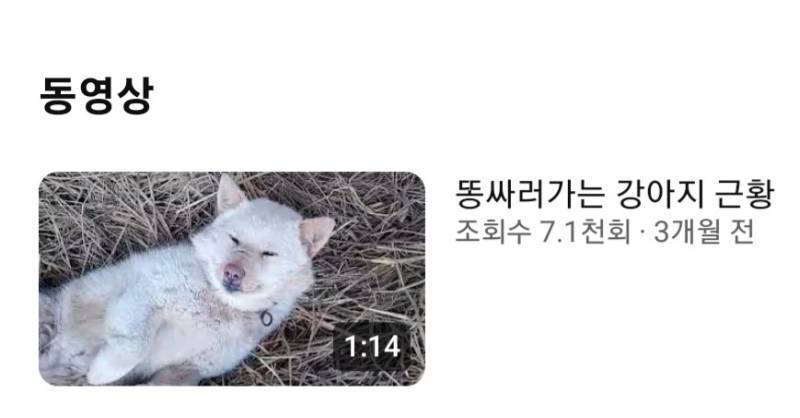 [잡담] 유튜브에 엄청 귀여운 시골 강아가 떴는데 근황이 ㅋㅋㅋ | 인스티즈