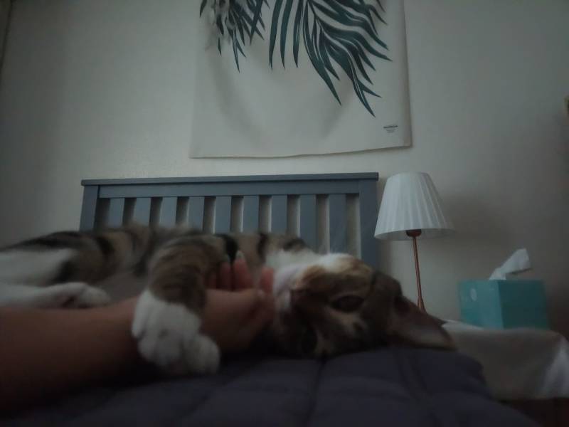 [잡담] 울 고양이랑 낮잠 잤어 🐱 🩷 | 인스티즈