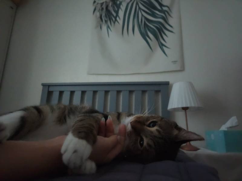 [잡담] 울 고양이랑 낮잠 잤어 🐱 🩷 | 인스티즈