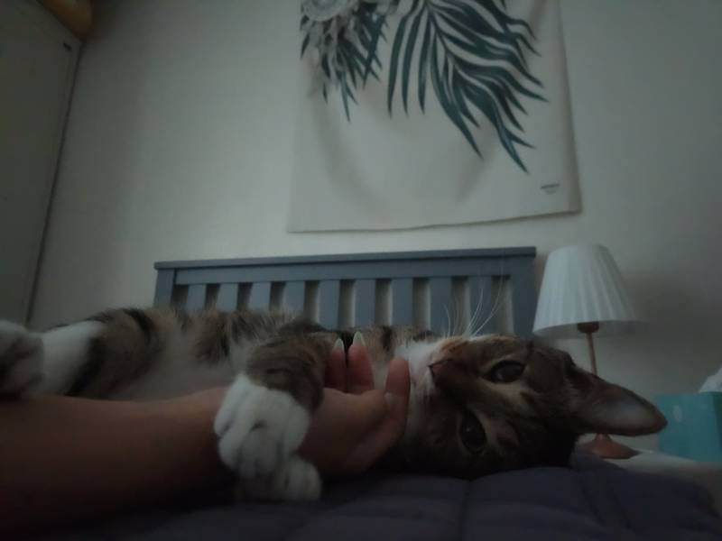 [잡담] 울 고양이랑 낮잠 잤어 🐱 🩷 | 인스티즈