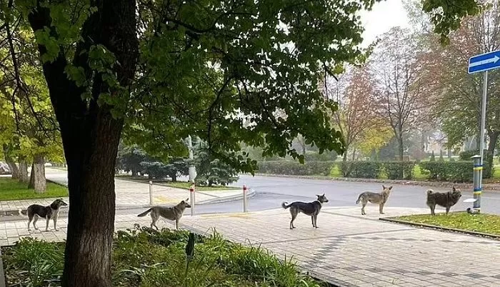 주인 잃은 우크라이나 반려견들 위해 무료 급식소 설치했더니...줄 서서 차례 기다리는 강아지들 | 인스티즈