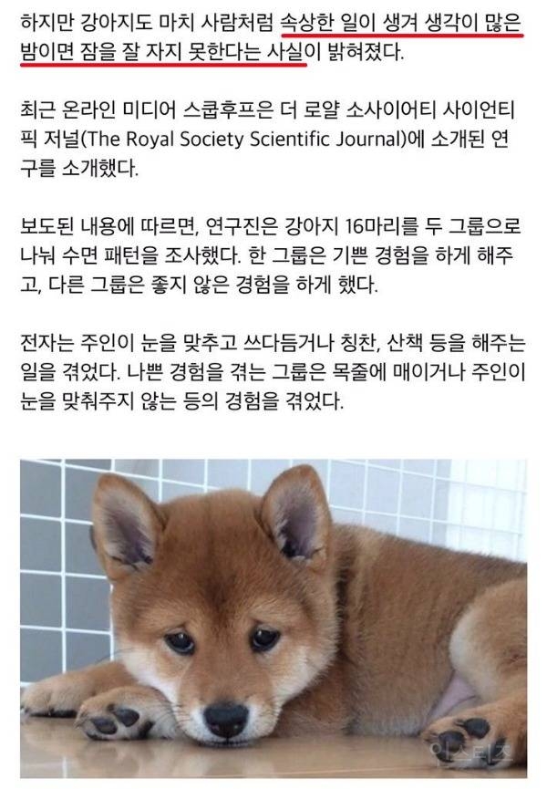 🐶댕댕이도 속상하면 밤잠을 설친다 | 인스티즈