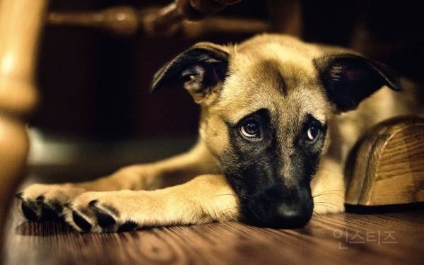 🐶댕댕이도 속상하면 밤잠을 설친다 | 인스티즈