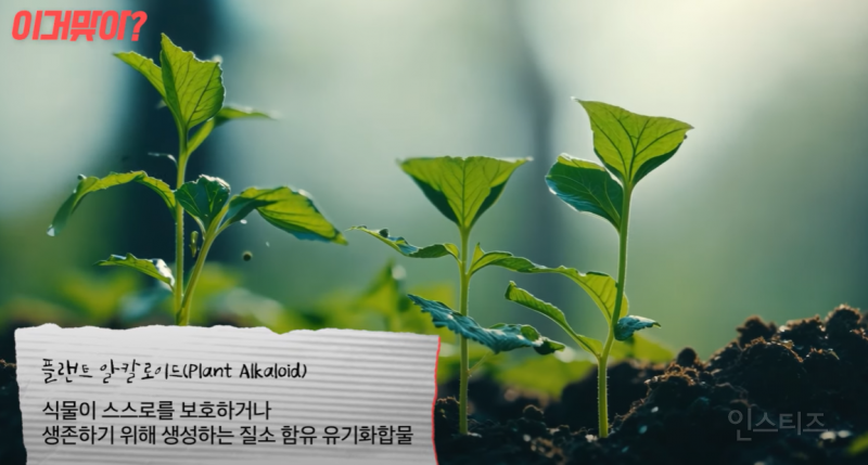 녹즙이 정말 간에 안 좋을까?.jpg | 인스티즈