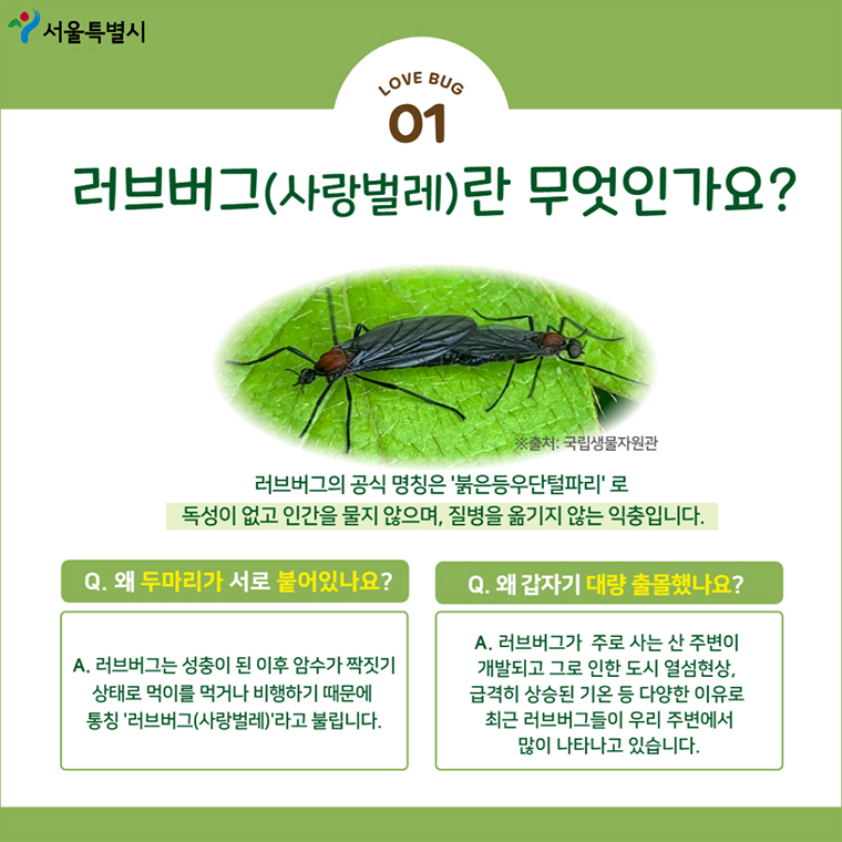 [정보/소식] 서울 전역에 발생한 '러브버그' 대처법 3가지 알아두세요! | 인스티즈