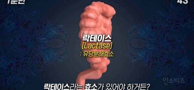 한국인이 유독 우유먹고 배아픈 이유 | 인스티즈