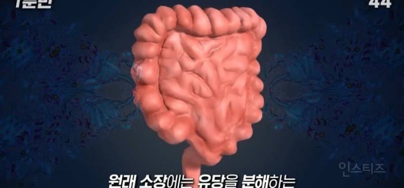 한국인이 유독 우유먹고 배아픈 이유 | 인스티즈