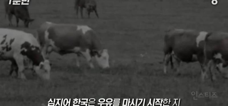한국인이 유독 우유먹고 배아픈 이유 | 인스티즈