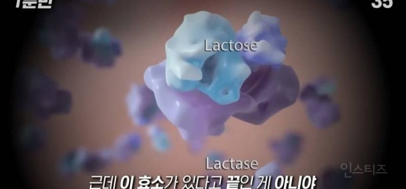 한국인이 유독 우유먹고 배아픈 이유 | 인스티즈