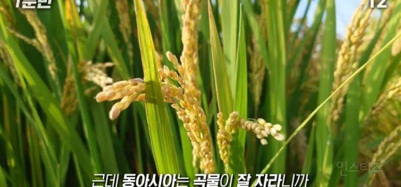 한국인이 유독 우유먹고 배아픈 이유 | 인스티즈