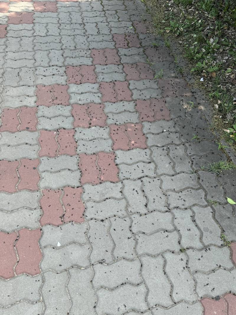 [잡담] 러브버그 진짜 복도에 다 붙어있어 ㅎㅇㅈㅇ | 인스티즈