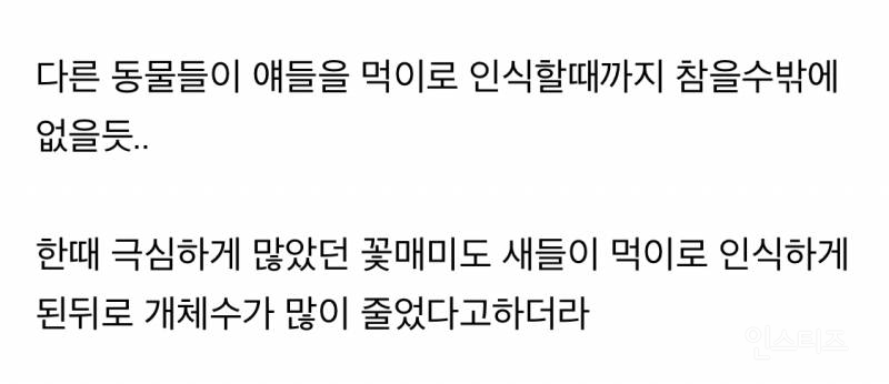 러브버그 방역이 어려운이유 | 인스티즈