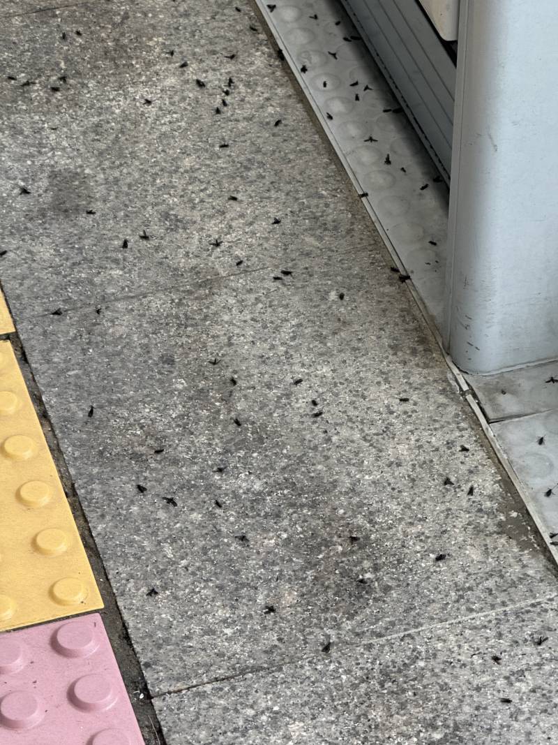 [잡담] 와 러브버그 죽은 거봐 (ㅎㅇㅈㅇ) | 인스티즈