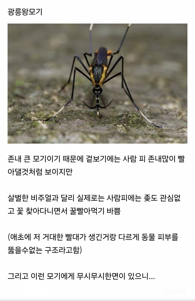 한반도에만 서식한다는 킹 갓 모기.jpg | 인스티즈
