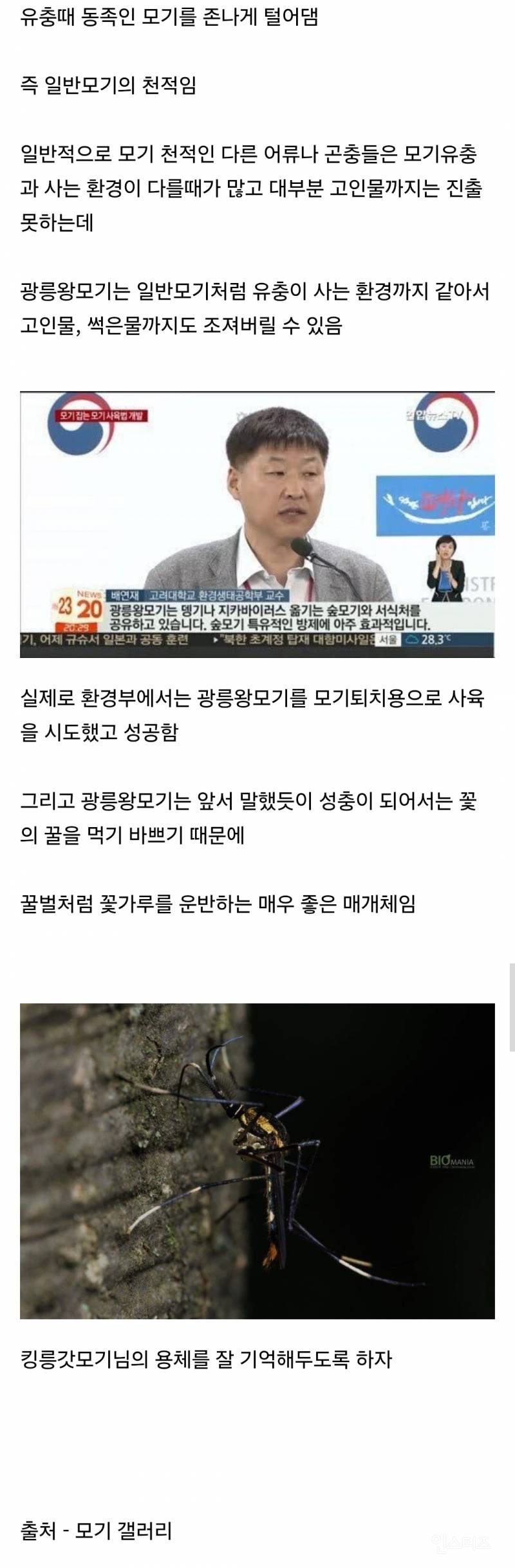 한반도에만 서식한다는 킹 갓 모기.jpg | 인스티즈