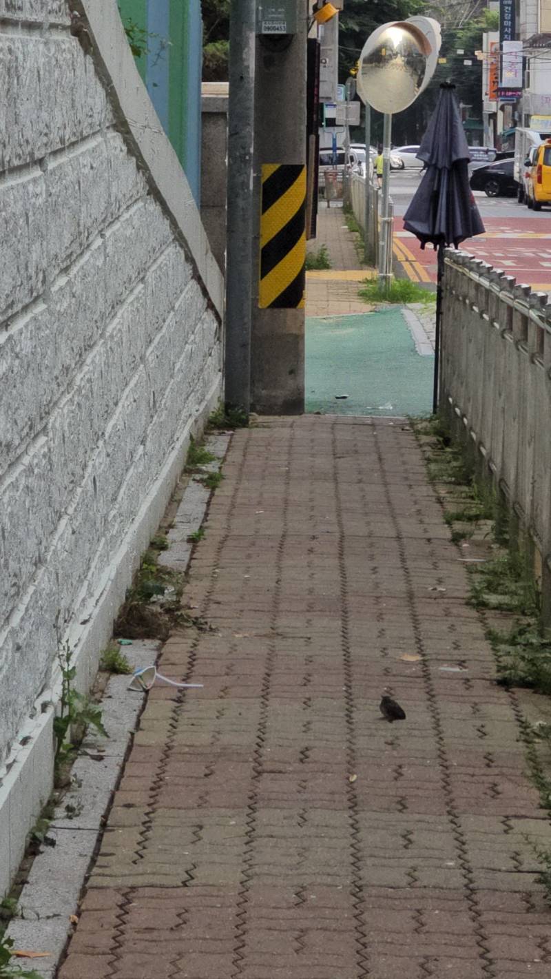 [잡담] 어린새가 담을 못 넘고 있는데 그냥 기다리면 될까? | 인스티즈