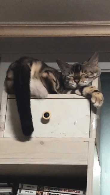 [잡담] 울 애기 어렸을때 현재 모습 볼래🐱 | 인스티즈