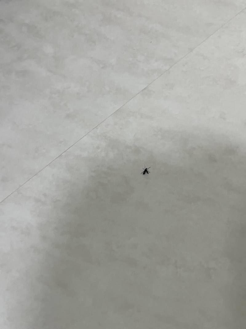 [잡담] 이놈이 러브버그야? | 인스티즈