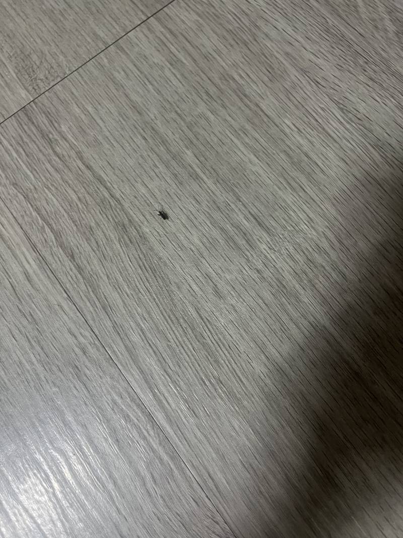 [잡담] 자취익ㅜㅜㅜ 이벌레뭐야????ㅠㅠㅠㅠ | 인스티즈