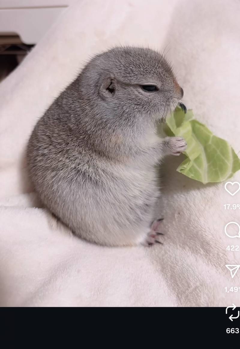 [잡담] 이 동물은 뭐지 개귀엽다 | 인스티즈