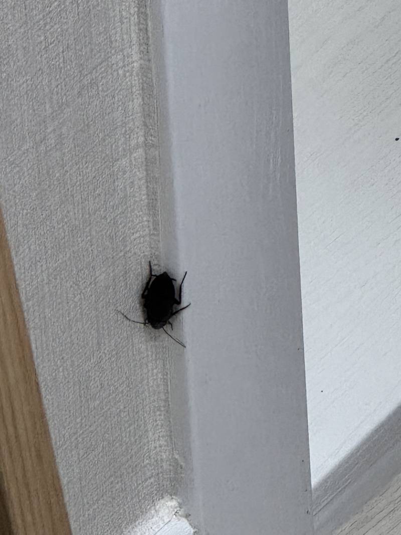 [잡담] (혐주의)이사 왔는데 이 벌레 뭔지 아는 익 있어?ㅠㅠㅠㅠ | 인스티즈