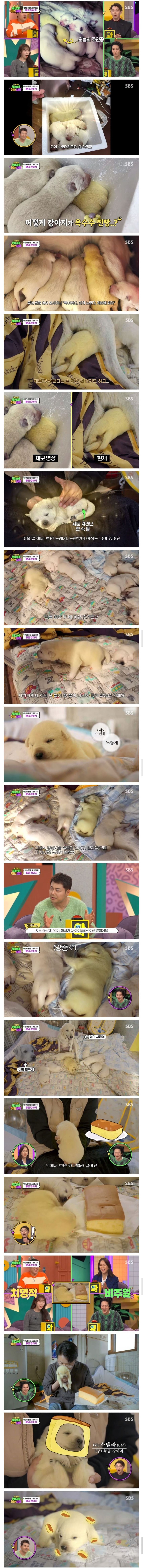 인절미들 사이에 카스테라.jpg | 인스티즈