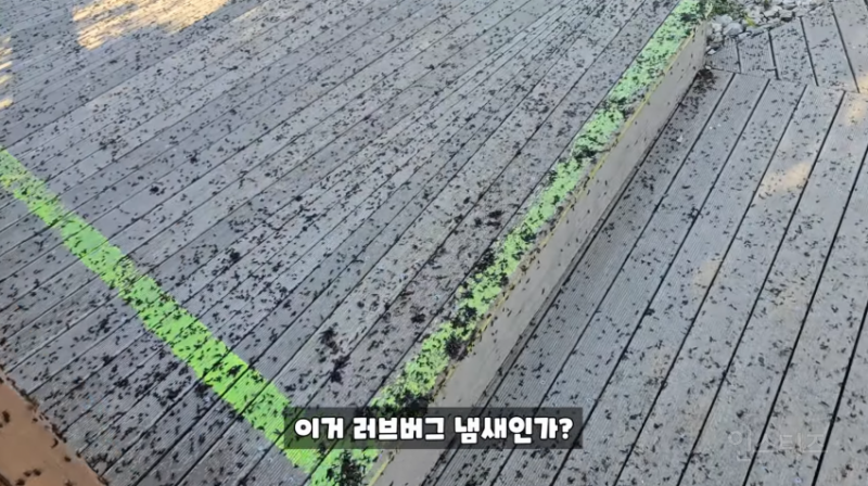 인천 러브버그 상황과 러브버거 (징그러움 주의) | 인스티즈